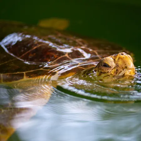 Garden Island Vilă Dalyan